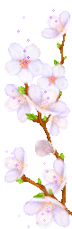 Gifs de flores de cerezo.