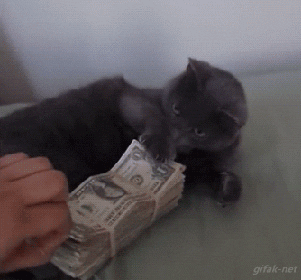 Gif gracioso de un gato protegiendo su dinero